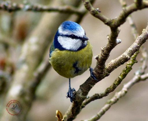 Blue Tit 8R85D-09.JPG